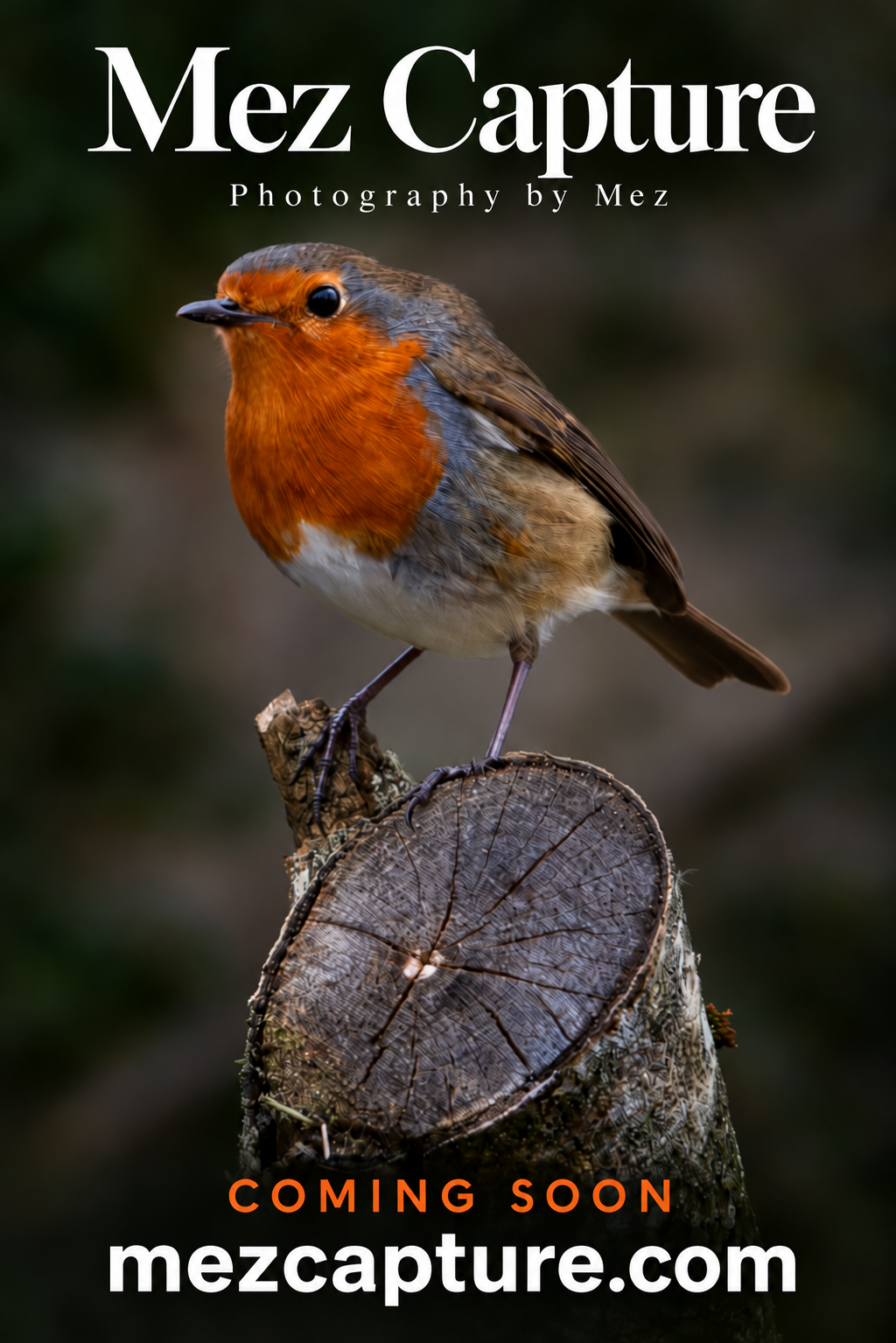 Mez Capture. Photography by Mez. A robin perched on a wooden post. Coming soon. mezcapture.com.
